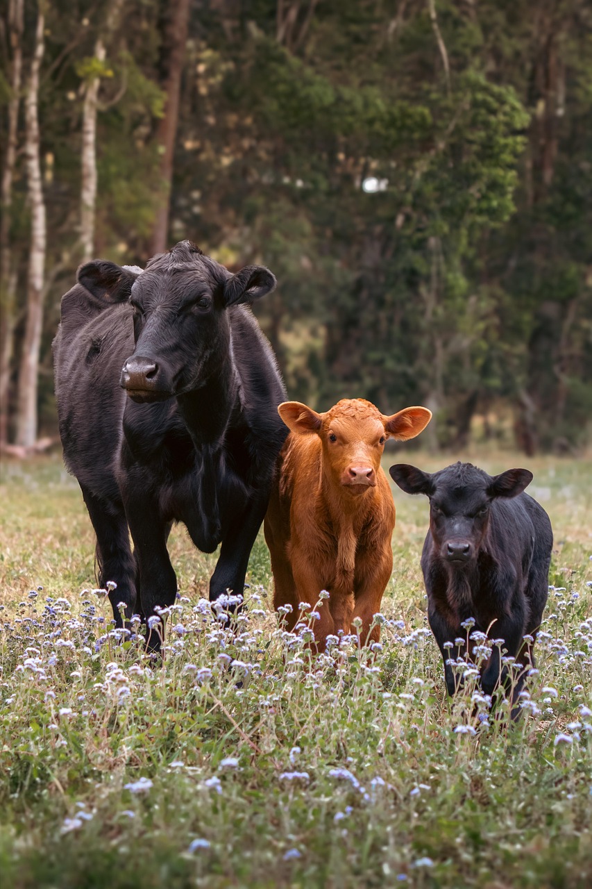 Cow and two calves